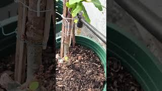 The Growth Journey of Fig Trees: The Joy of Planting | Episode 1954