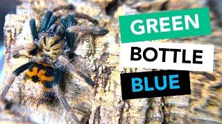 CHROMATOPELMA CYANEOPUBESCENS - Green Bottle Blue