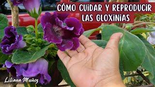 CÓMO CUIDAR  Y REPRODUCIR LAS GLOXINIAS/Liliana Muñoz