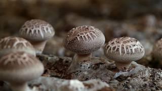 화고 표고 버섯 shiitake mushrooms