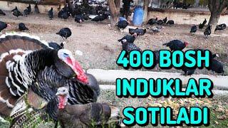 INDUK (KURKA) LAR SOTILADI + 998 99 400 22 99