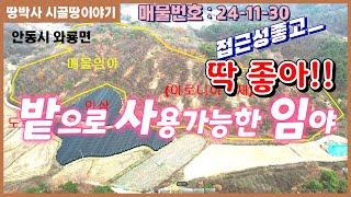 (24. 11. 30)너무 급해 싸게 파는 땅~~!! 밭으로 사용 중인 가성비 좋은 야산.