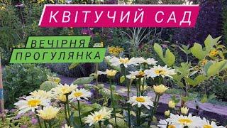 Вечірня прогулянка квітучим садом.Розцвів клопогон.