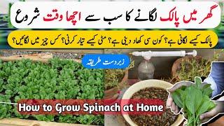 Palak Spinach Grow Karne Ka Sab Se Best Method | How to Grow Spinach in Pots At Home