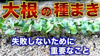 大根の種蒔き。注意点をまとめました。〜サラリーマンでも出来る家庭菜園シリーズ〜