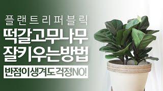 SUB) 떡갈고무나무 키우기, 물주기 관리 꿀팁  [Fiddle Leaf Fig]｜생명력 강하고 키우기쉬운 떡갈고무나무! 실내공기정화식물 , 집들이선물, 인테리어화분으로 추천