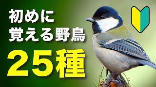 初めての方必見！身近な野鳥を分かりやすく紹介！【鳴き声付き】