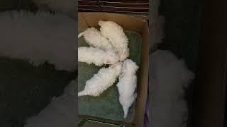 Bichon Frise Puppies eating Yogurt