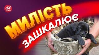 Воїн ЗСУ показав свій "чотирилапий десант"