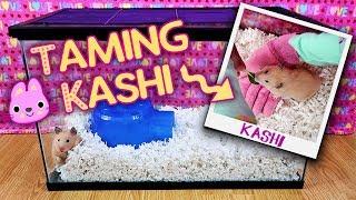 Kashi's Taming Tank | Taming My Newly Adopted Hamster