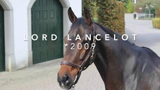 Lord Lancelot - Verkaufspferd