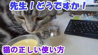 猫の正しい使い方（アメリカンショートヘア）