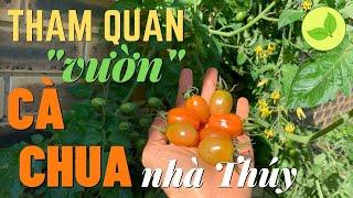 Xin mời tham quan "vườn" cà chua nhà Thúy 