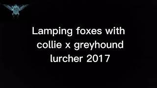 lamping foxes with lurchers ireland 2 @4d.hunting558