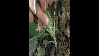 Crop Scouting techniques