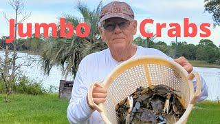 Blue Crabs, How Did They Get So Big