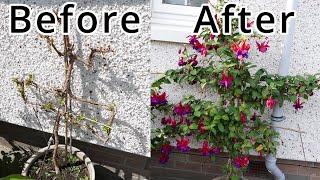 Training A Fuchsia Espalier