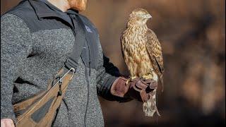 RAISING A BABY HAWK FOR HUNTING