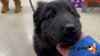 Pets That Visit Pet Expo!