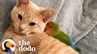 Cat Is Obsessed With His Tiny Love Bird | The Dodo Odd Couples