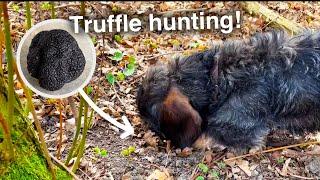 Truffle hunting Dachshund: 1st training day