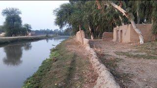 Peaceful Morning of My Village | Village Breakfast | Village life in Pakistan | Shoaib Maharzada