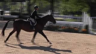 Video of CHANDO W ridden by GRETA HEIMBOLD from ShowNet!