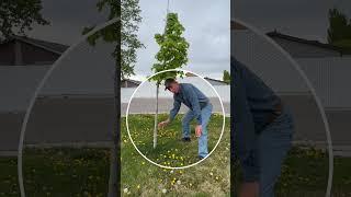 Grow Healthy Trees Part 1 | Proper Tree Planting in Lawns | Pro Tip