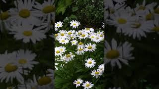 #비소리 #비소리asmr #rain #asmr  #rainsounds #백색소음 #수면유도 #relaxing