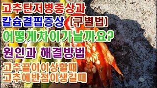 고추 탄저병증상과 칼슘결핍증상 구별방법 탄저병칼슘부족해결방법 고추농사잘짓는방법 고추끝물러지고노랗고떨어지는증상과해결방법 탄저병칼슘결핍해부하기