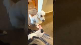 The funniest pet video of the year！#cat #dog #pets #funny #ViralMusic #trending
