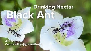 Black Ant Drinking Nectar from Chinese Violet Flower | Cinematic 4K 60fps