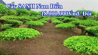 SANH Nam Điền dáng Long | 18.000.000Vnđ/ đôi | Cây to ĐẸP giá RẺ | Cây SANH Nam Định