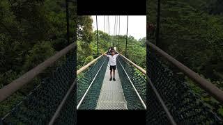 ‍️ TreeTop Walk: Secrets of Singapore's Jungle: Central Catchment Nature Reserve ‍️