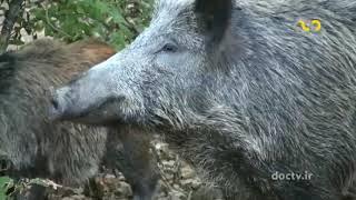 Wildlife of Iran "Wild Boar"