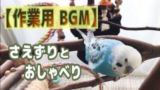 【癒し】小鳥のさえずりとお喋り。作業用1時間　セキセイインコ・うめ