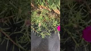 Raat ki rani plant,  Night blooming jasmine plant,  shorts video