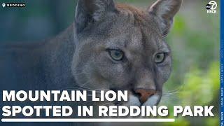 Mountain lion spotted in Redding park has residents on alert