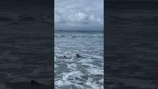 Tubarão na BEIRA DA PRAIA EM RECIFE  #shorts