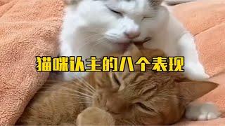 猫咪认主的八个表现