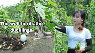 Cucumbers and cowpeas continue to be harvested and sold at the market