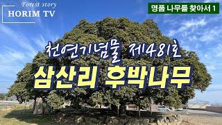 삼산리 후박나무(천연기념물 제481호), 숲 전문 HORIM-TV