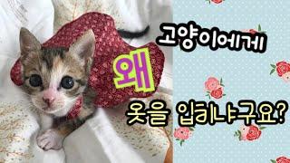 고양이에게 왜 옷을 입히냐구요?