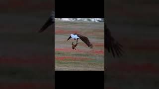 eagle try not to laugh