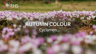 How to grow Cyclamen for autumn colour | Autumn Colour | Royal Horticultural Society