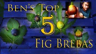 Ben's Top 5 Fig Breba varieties from 2020