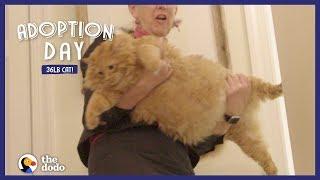 36-Pound Cat Finds A Mom Who Just Gets Him | The Dodo Adoption Day