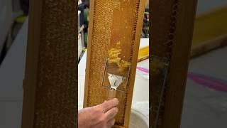 Honey harvest 2024   #honey #beekeeping #bee