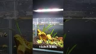 建立我第一個15公分水草蝦缸