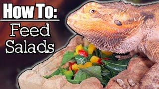 Bearded Dragon Won't Eat Salads? Tips For Stubborn Beardies